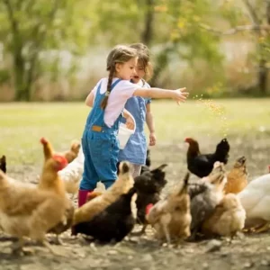 des enfants donnent du grain à manger aux poules, avant d'aller chercher les oeufs, à à Family Ecolodge Puisaye le lieu de vacances glamping en France où donner à manger aux animaux