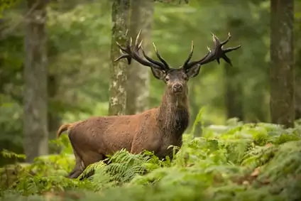 un cerf