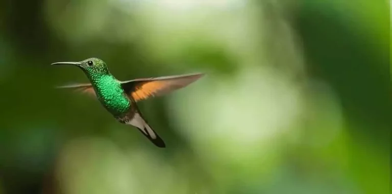 Un colibri en vol, symbole des vacances écologiques & écoresponsables en famille en France