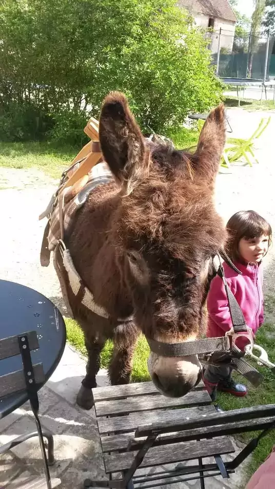 une enfant avec un âne, chez Family Ecolodge Puisaye, le lieu pour des vacances loin de la foule en été