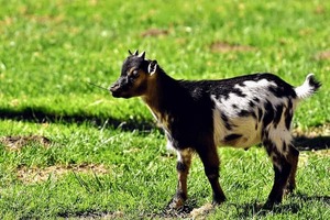 animaux de la mini ferme