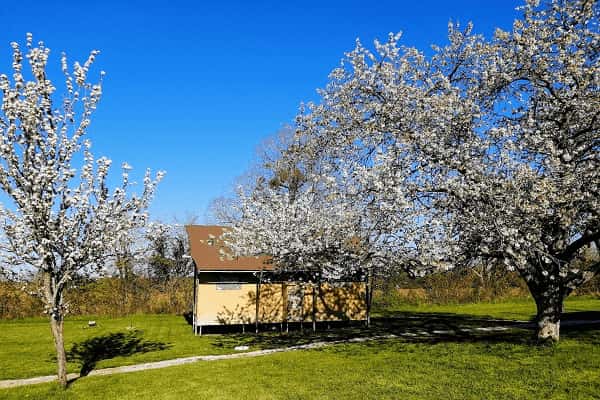 glamping safari-lodge