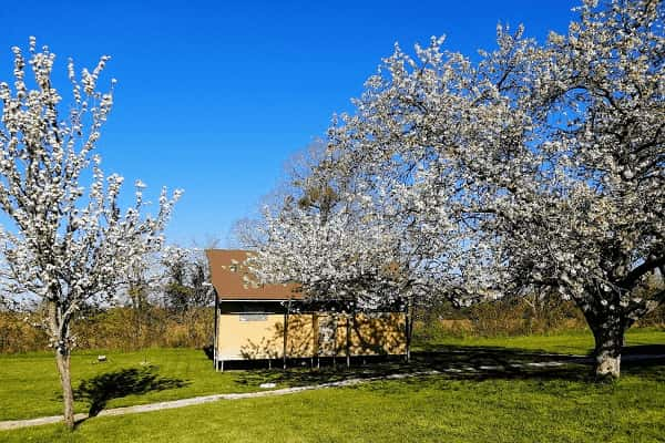 glamping safari-lodge