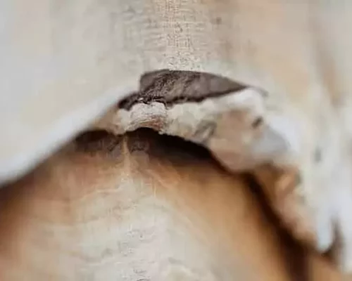 Cabane sur l’eau Libellule dans un cadre écologique et naturel