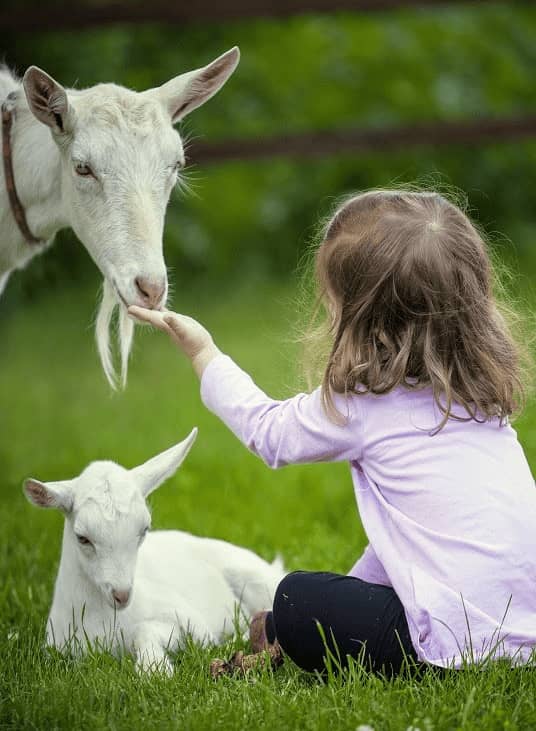 Les animaux de la mini-ferme