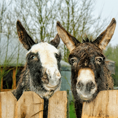 animaux de la ferme, les ânes