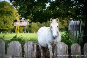 lieu de vacances proche d'une ferme équestre et cheval