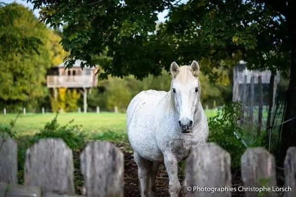 poney de Family Ecolodge, lieu de vacances avec animations