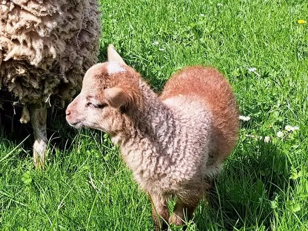 mouton de la ferme pédagogique, séjour adapté