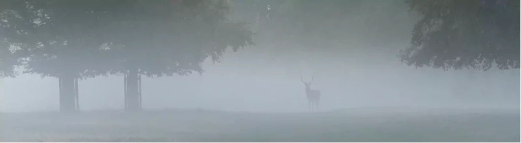 brame du cerf
