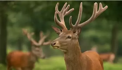 deux cerfs dans la forêt