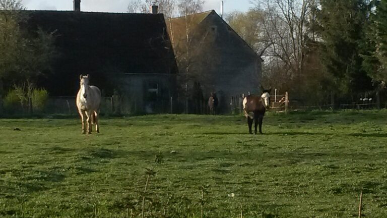 ecotourisme avec des animaux de la ferme : les ânes et les poneys