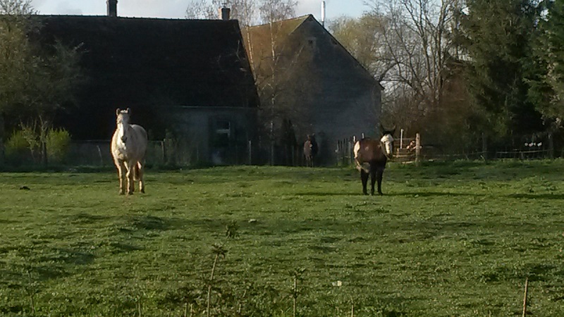 ecotourisme avec des animaux de la ferme : les ânes et les poneys