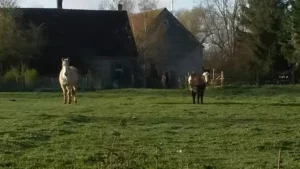 ecotourisme avec des animaux de la ferme : les ânes et les poneys
