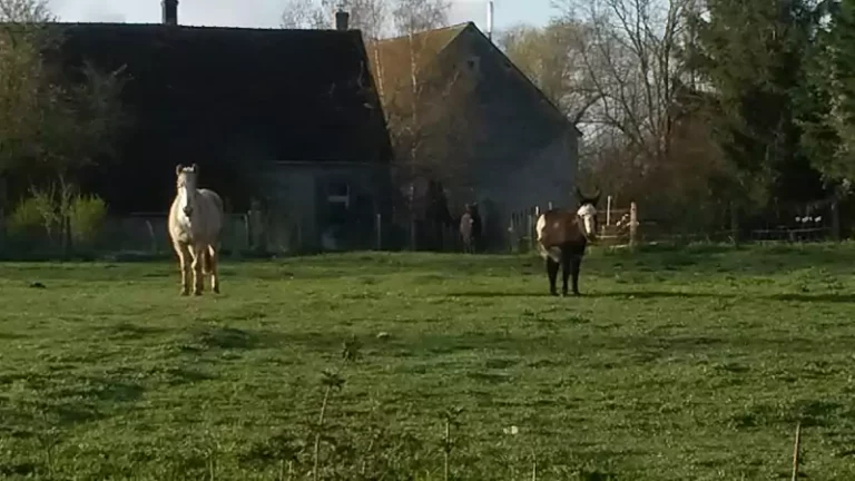 les ânes et les poneys des animaux de la mini-ferme de Family Ecolodge, lieu de vacances dédié au slow tourisme et à l'écotourisme