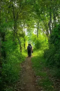 un couple marche dans la forêt pendant son séjour en hébergement écologique en France