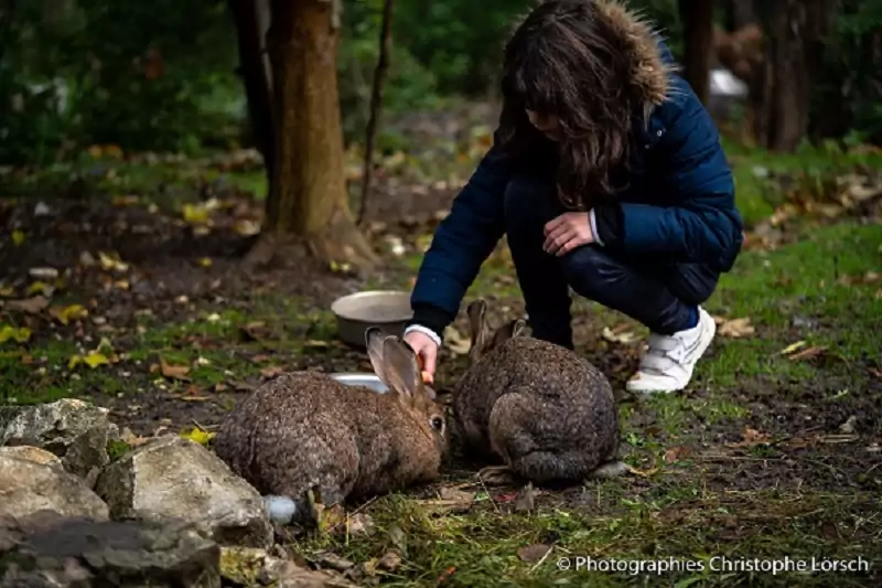 un enfant nourrit les lapins de Family Ecolodge à la main