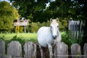 Poney