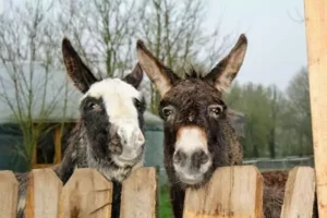 les ânes de la mini ferme pédagogique de Family Ecolodge Puisaye attendent des caresses