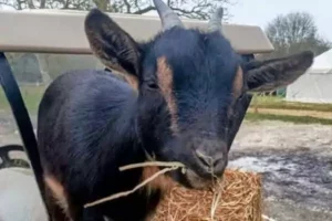 un chèvre de la ferme pédagogogique de Family Ecolodge Puisaye mange du foin directement dans la réservé, une scène de vie à la campagne