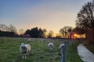 les moutons et les chèvres de Family Ecolodge Puisaye dans un pré, devant les cabanes perchées les 3 chouettes
