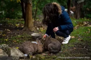 une enfant donne une carotte à des lapins pendant son séjour à Family Ecolodge Puisaye