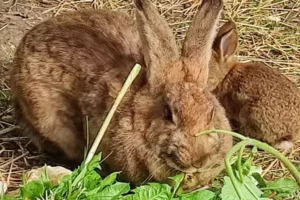 un lapin mange un pissenlit qu'un enfant en vacances à Family Ecolodge Puisaye lui a donné