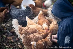 un enfant donne du grain à manger aux poules, directement dans sa main, pendant son WE à Family Ecolodge Puisaye