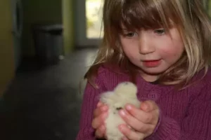 une petite fille tient dans ses mains un poussin de Family Ecolodge Puisaye pendant son week-end en famille