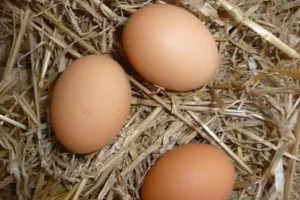 des oeufs de poules bien frais, à ramasser par les enfants en vacances en famille à un enfant donne du grain à manger aux poules, directement dans sa main, pendant son WE à Family Ecolodge Puisaye