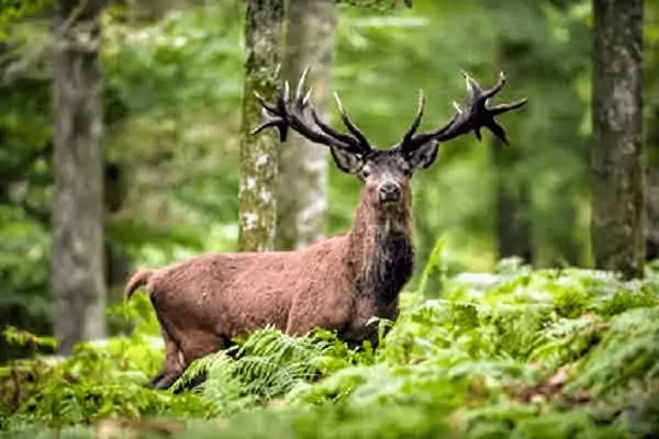 Brame du Cerf a Boutissaint