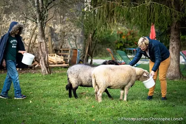 Un enfant nourrit un mouton durant l'activité nourrissage des animaux de la mini-ferme à Family Ecolodge