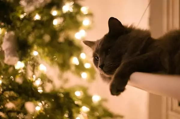 un chat se prélasse devant un sapin de Noël