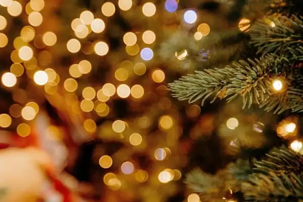 sapin de noel à Family Ecolodge