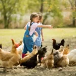 Nourrissage des animaux de la mini-ferme