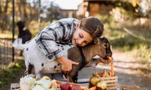 une enfant donne à manger à une chèvre, une animation gratuite proposée tous les matins à Family Ecolodge Puisaye