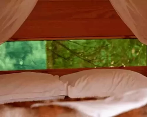 Vue sur la forêt dans une cabane de Family Ecolodge, un exemple de notre guide complet de l'hébergement insolite