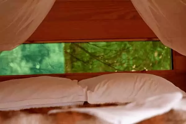 Vue sur la forêt dans une cabane de Family Ecolodge, un exemple de notre guide complet de l'hébergement insolite