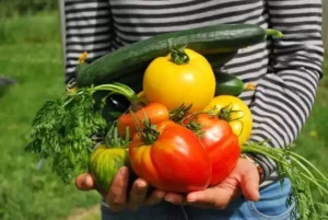 un enfant cueille des légumes dans le potager de Family Ecolodge, des vacances en famille sous le signe du tourisme durable