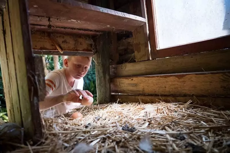 un enfant ramasse les oeufs frais du poulailler pendant le WE de Pâques et ses vacances de printemps en famille