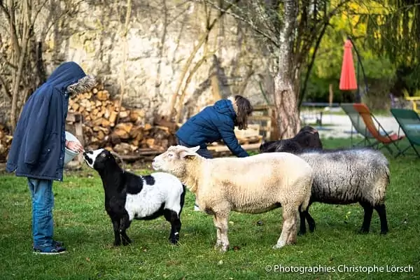 des enfants nourrissent les moutons de la mini ferme de Family Ecolodge.