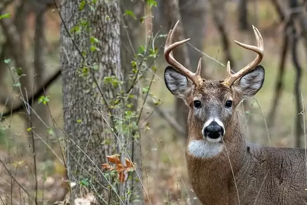 un cervidé, en hiver , pendant les vacances de février