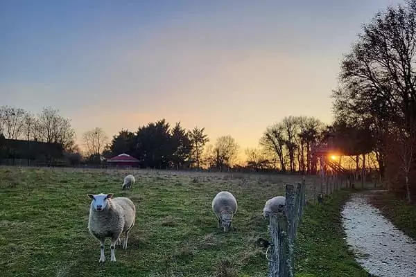 Les moutons de Family Ecolodge au pied d'une cabane perchée dans les arbres, pour un séjour nature en famille.