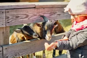 la mini-ferme de Family Ecolodge Puisaye, une idée de lieu où partir avec des enfants en bas âge