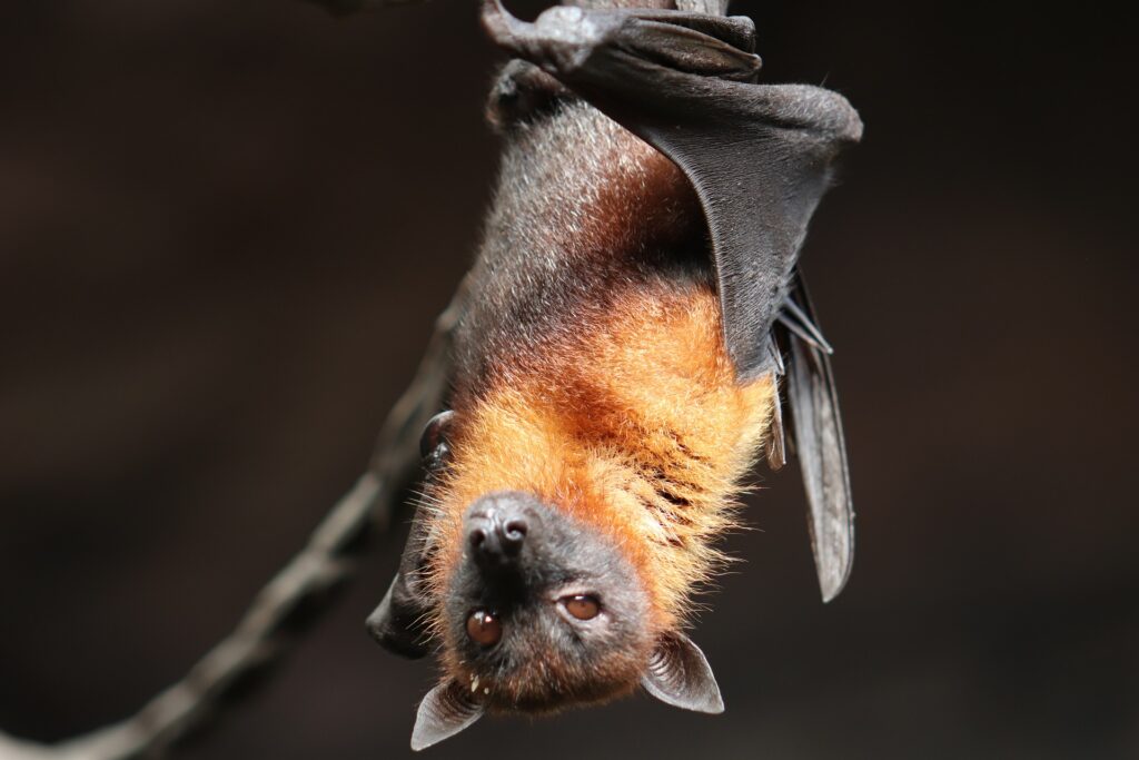 chauve-souris