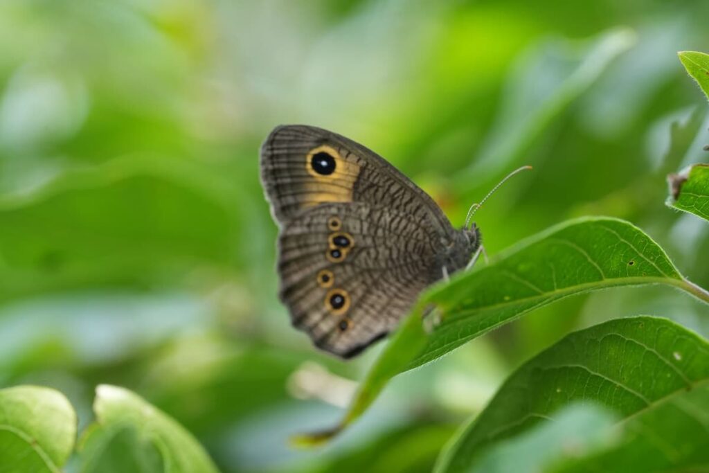 un beau papillon observé au cours d'une sortie naturaliste pour familles et couples de Family Ecolodge Puisaye