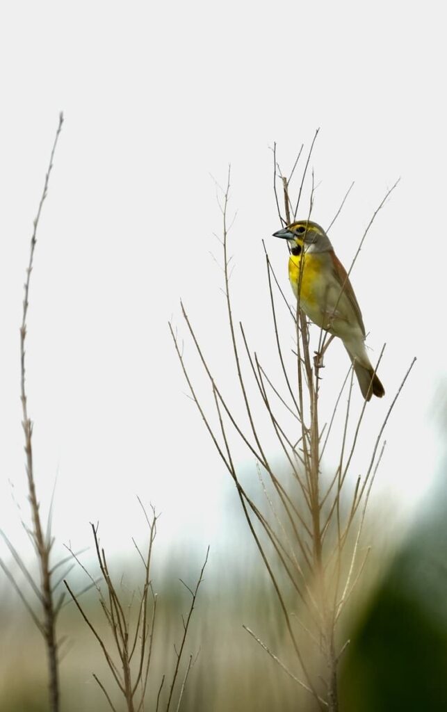 un oiseau perchée en Puisaye, entre Bourgogne et Centre Val de Loire