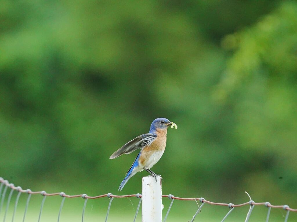 un oiseau observé au cours d'une sortie ornithologique à Family Ecolodge Puisaye