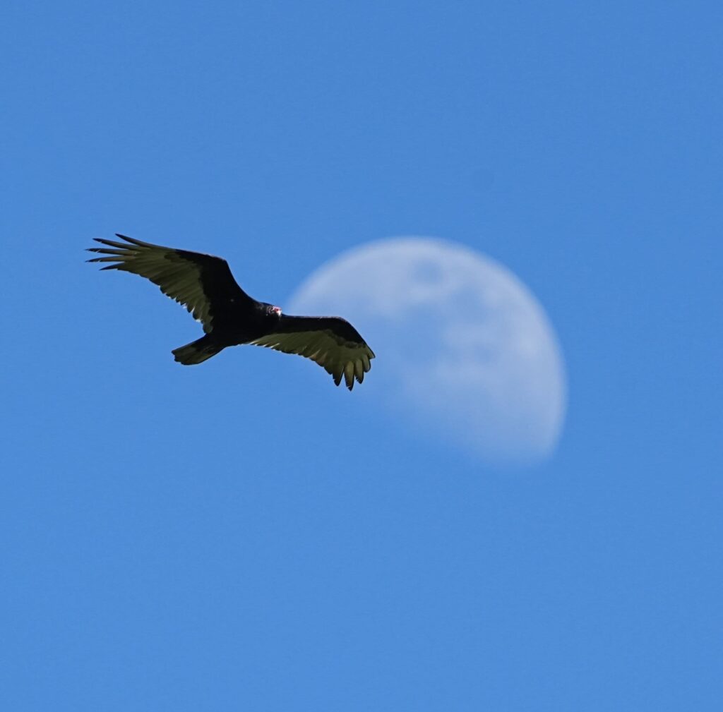 un rapace survole la Puisaye en Bourgogne